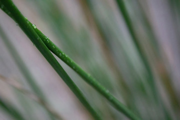Green Reeds of Grass