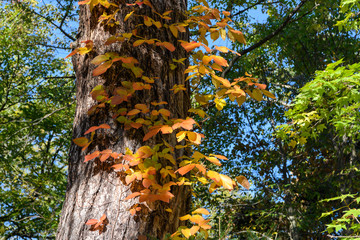ツタウルシの紅葉