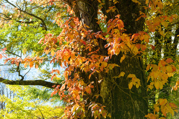 ツタウルシの紅葉