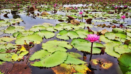 Thai Lotus Flowers in Water Garden