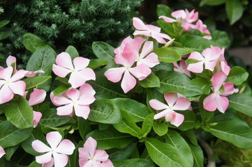 Naklejka premium ニチニチソウ