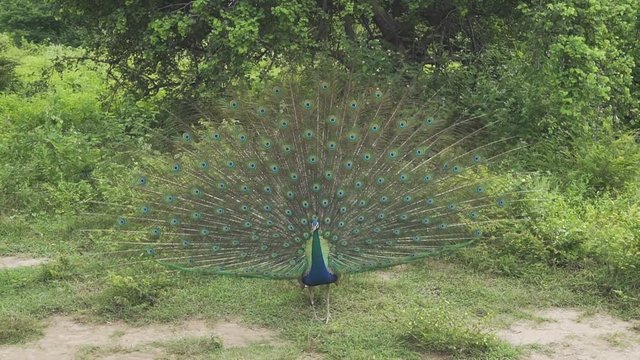 Peacock showing his beautiful feathers
