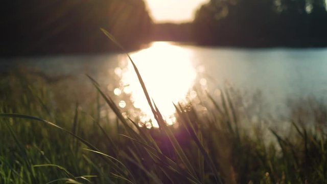 Motion close up shot, reeds are waving slowly at sunset, calm relax nature summer background concept