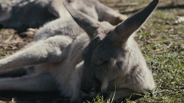 Slow motion close up of young Kangaroo relaxing/sun bathing on the lawn and enjoying life - close up at 125fps