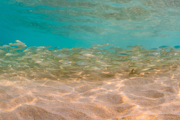 Fototapeta na wymiar School of fish in clear water