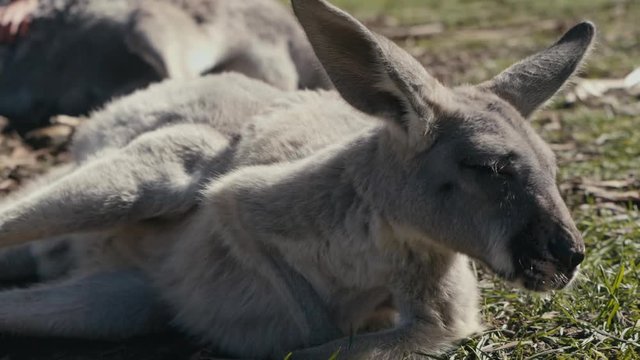 Slow motion close up of young Kangaroo flapping its ears and relaxing/sun bathing on the lawn and enjoying life - close up at 125fps