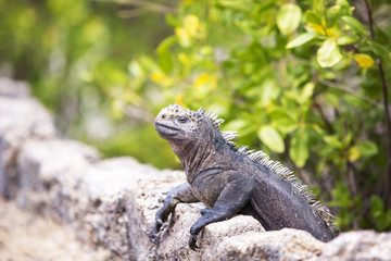 Iguana heating up in the sun