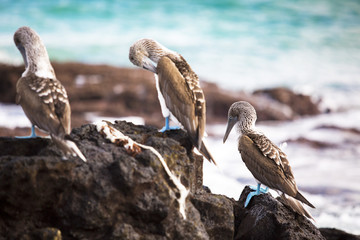 Blue Footed Booby at Galapagos Islands