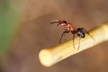 lone ant close-up