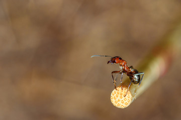 lone ant close-up