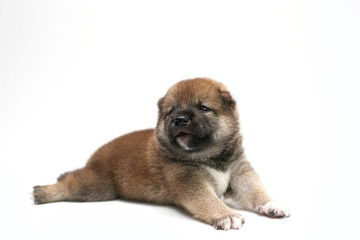 Close-up of a Newborn Shiba Inu puppy. Japanese Shiba Inu dog. Beautiful shiba inu puppy color brown. 18 day old. Puppy on white background.