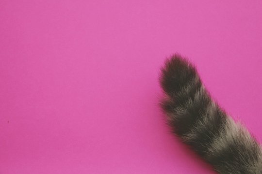 Tail Cat On Pink Background.