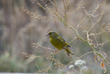 Greenfinch on a branch  an early morning in Bromma, Stockholm, Sweden