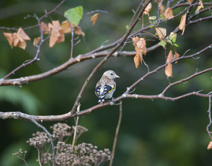 Goldfinch at its northern habitat border, in the summer , Stockholm, Sweden