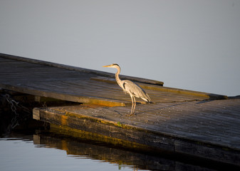 Heron on a jetty an early morning at the lake Mälaren in Bromma, Stockholm, Sweden