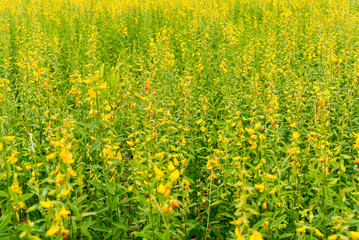  sunhemp flower field on day time.