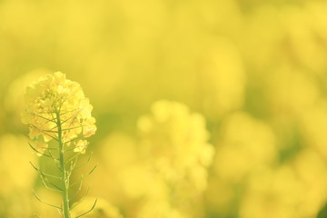 菜の花