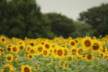 Obraz premium 向日葵