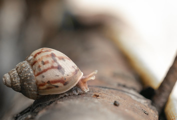 snail