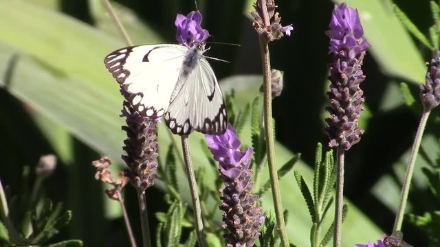 Butterfly on lavender plant sucking nectar slow motion