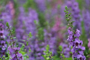 Blurred purple flowers blooming in garden. 