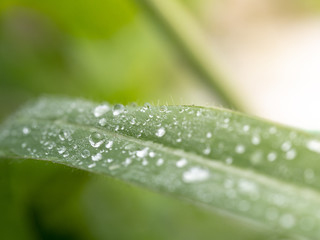 beautiful water drops on grass leaves blured and soft focus