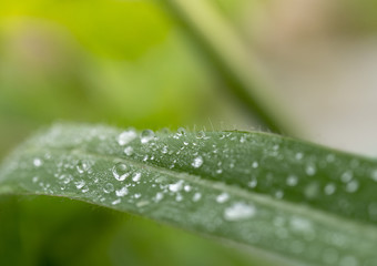 beautiful water drops on grass leaves blured and soft focus