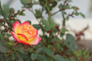 yellow and pink rose in one 