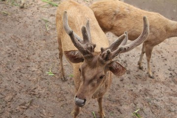 Close-up young deer. 