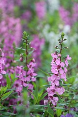 Field purple flowers in garden.