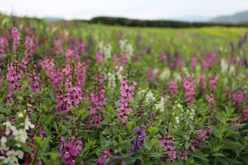 Field purple flowers in garden.