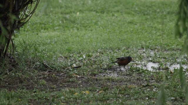 A bird eats a worm as rain drops fall all around it.