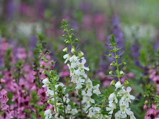 Blurred white and purple flowers blooming in garden. 