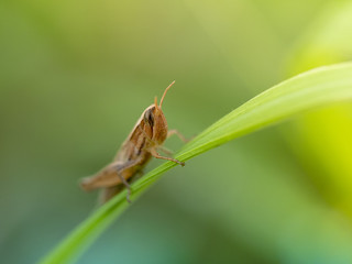grasshopper