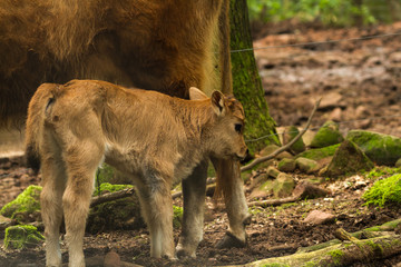 Calf in Wildpark