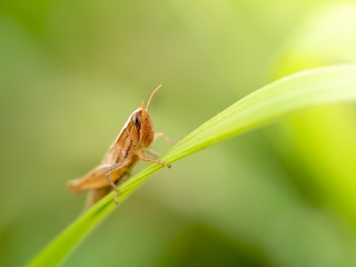 grasshopper
