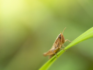 grasshopper