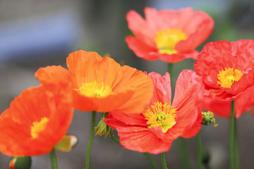 足利フラワーパークのポピーです