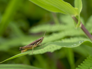grasshopper