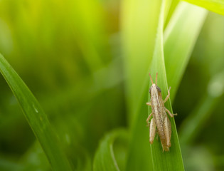 grasshopper
