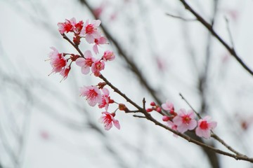 Wild Himalayan Cherry, pink flower cherry blossom with winter background.