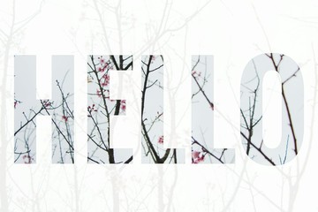Hello text on pink flower with branch,  winter season background.
