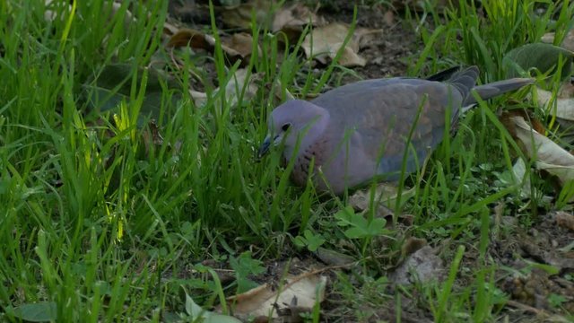 Laughing dove (Spilopelia senegalensis) is a common and widely distributed dove. A close up searching for seeds in grass and dead leaves.