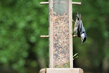 Single cute male White-Breasted Nuthatch bird (Sitta carolinensis) perching on the wooden feeder with the nice green bokeh garden background, Spring in GA USA.