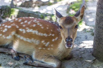 deer in Miyajima Island