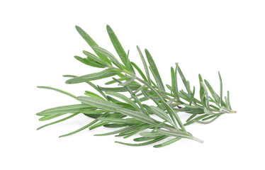 fresh rosemary isolated on white background