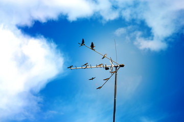 Photo of a beautiful macro swallows