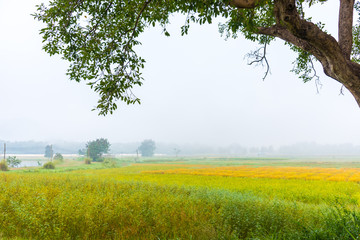 ripe rice field with fog in sky.