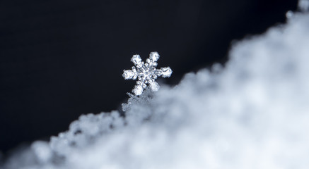 natural snowflakes on snow