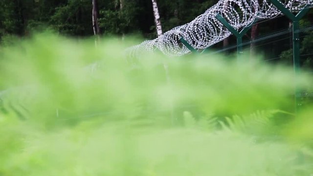 Ferns And A Long Barbed Fence In The Woods